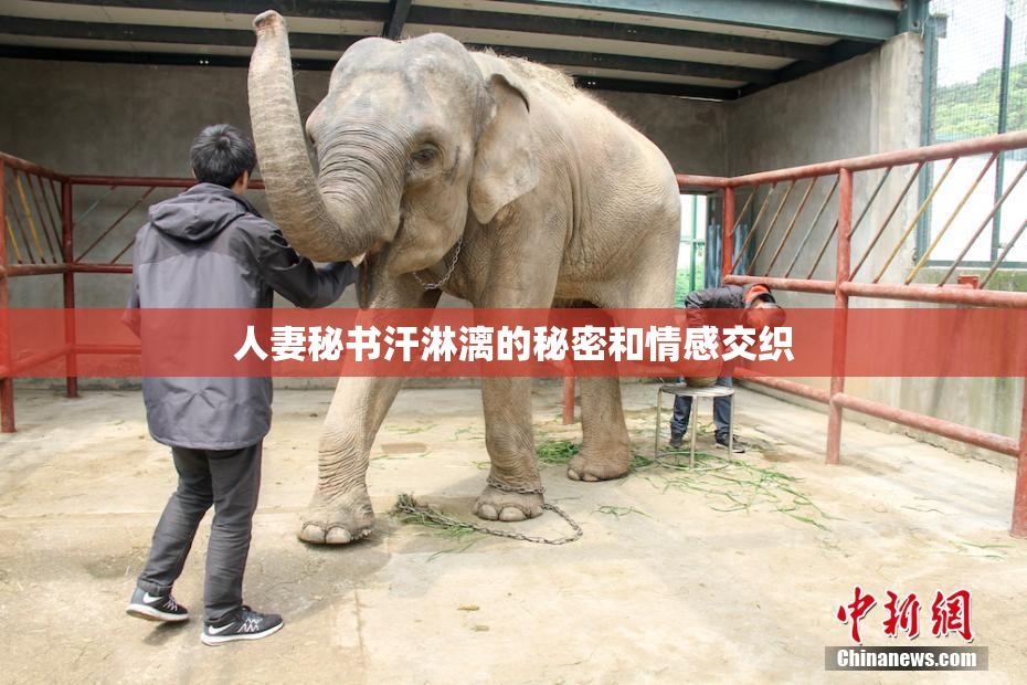 人妻秘书汗淋漓的秘密和情感交织