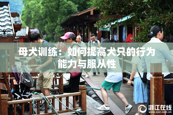 母犬训练：如何提高犬只的行为能力与服从性