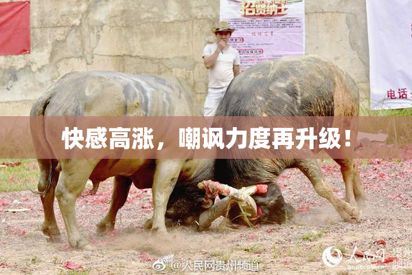 快感高涨，嘲讽力度再升级！