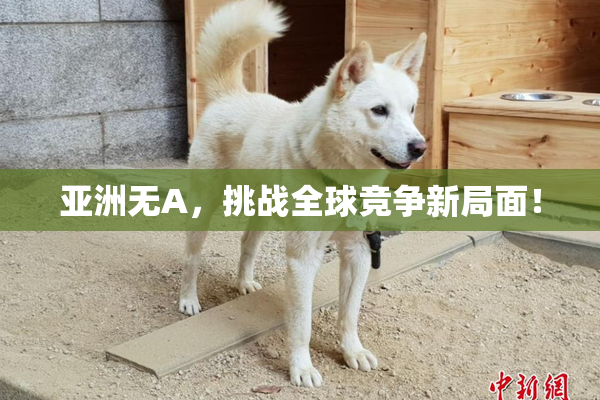亚洲无A，挑战全球竞争新局面！