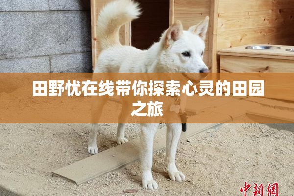 田野忧在线带你探索心灵的田园之旅