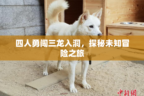 四人勇闯三龙入洞，探秘未知冒险之旅