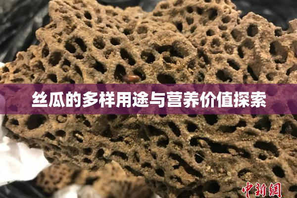 丝瓜的多样用途与营养价值探索
