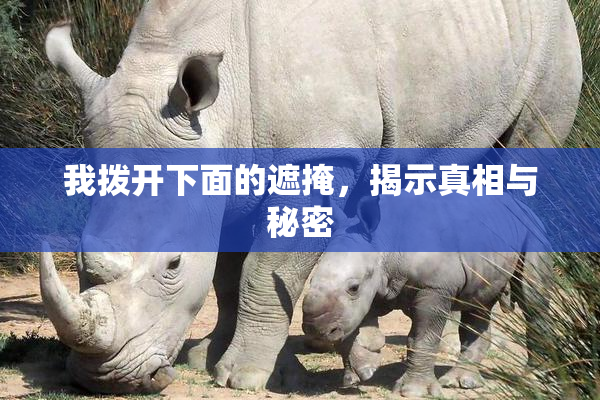 我拨开下面的遮掩，揭示真相与秘密