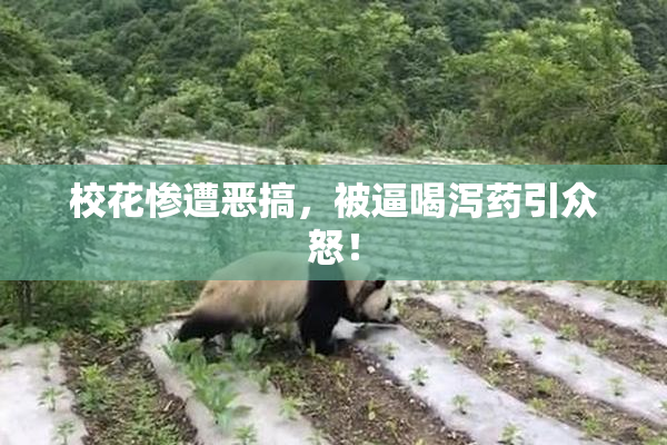 校花惨遭恶搞，被逼喝泻药引众怒！
