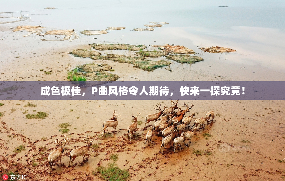 成色极佳，P曲风格令人期待，快来一探究竟！
