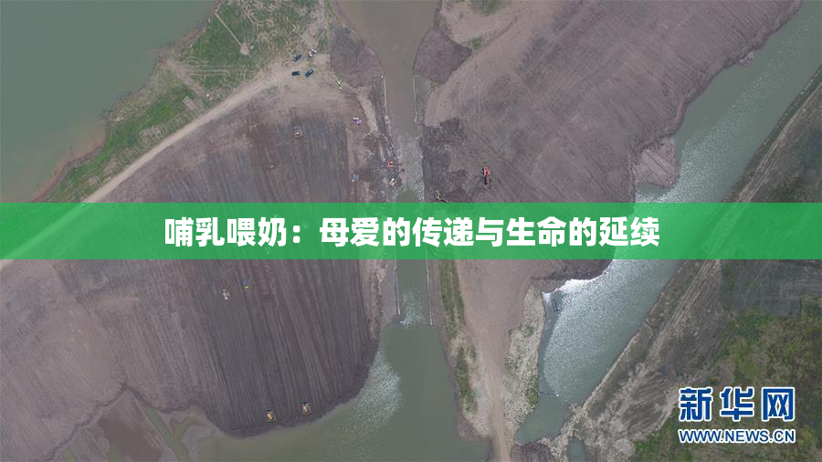 哺乳喂奶：母爱的传递与生命的延续