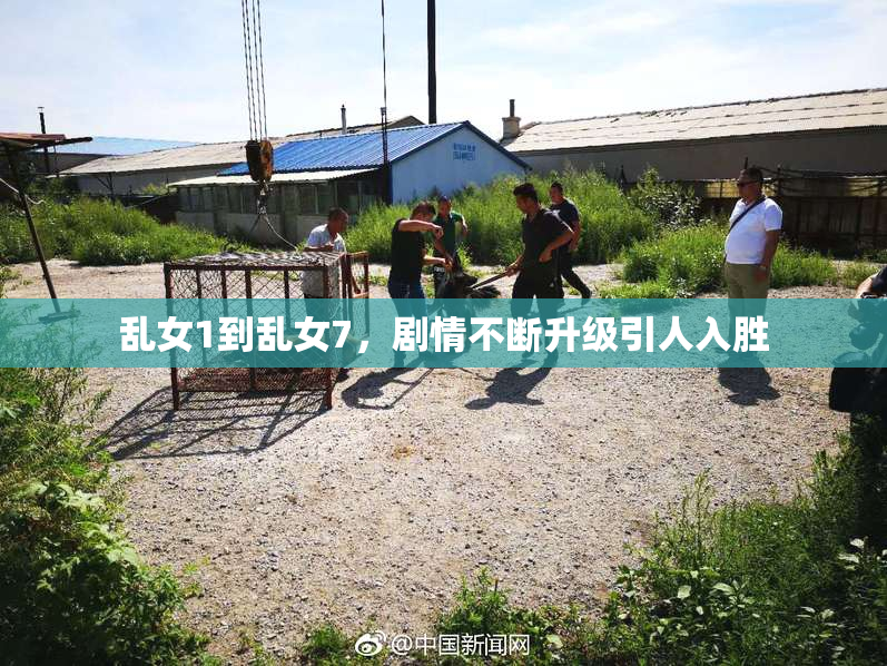 乱女1到乱女7，剧情不断升级引人入胜