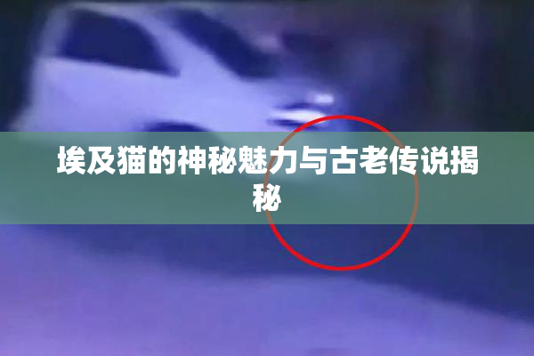 埃及猫的神秘魅力与古老传说揭秘