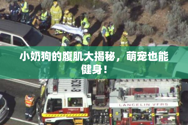 小奶狗的腹肌大揭秘，萌宠也能健身！