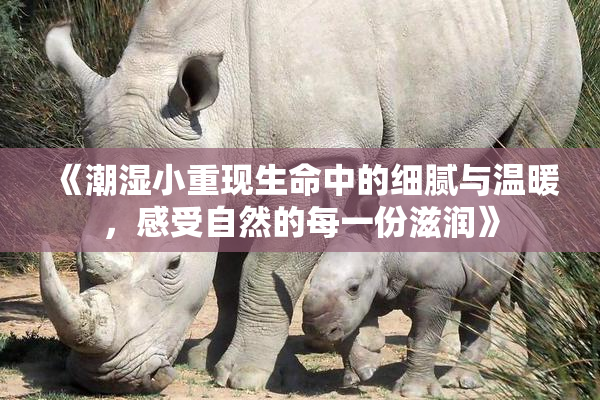 《潮湿小重现生命中的细腻与温暖，感受自然的每一份滋润》