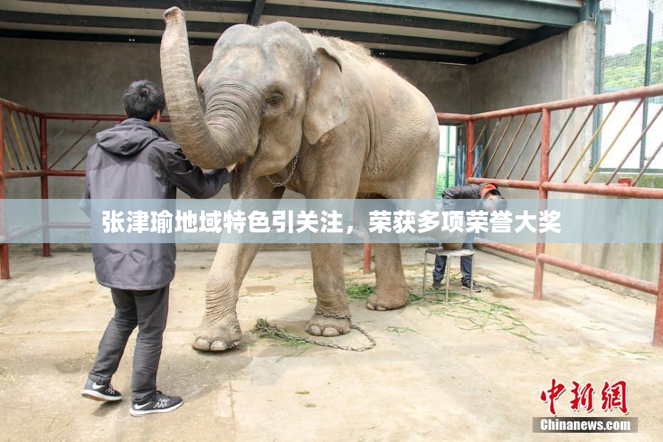 张津瑜地域特色引关注，荣获多项荣誉大奖