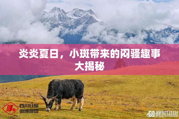 炎炎夏日，小斑带来的闷骚趣事大揭秘