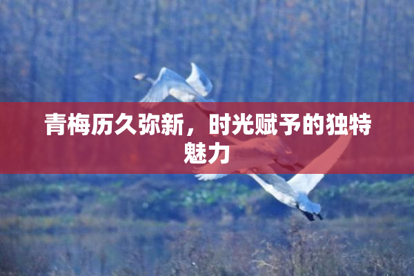 青梅历久弥新，时光赋予的独特魅力