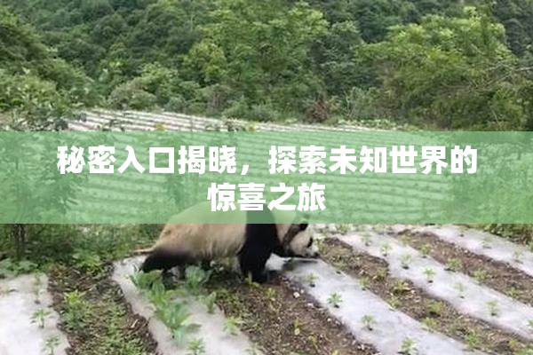 秘密入口揭晓，探索未知世界的惊喜之旅