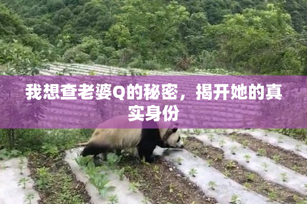 我想查老婆Q的秘密，揭开她的真实身份