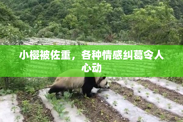 小樱被佐重，各种情感纠葛令人心动