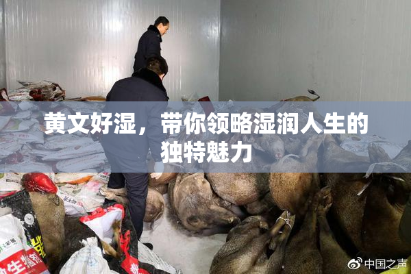 黄文好湿，带你领略湿润人生的独特魅力