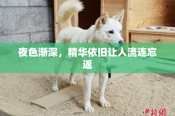夜色渐深，精华依旧让人流连忘返