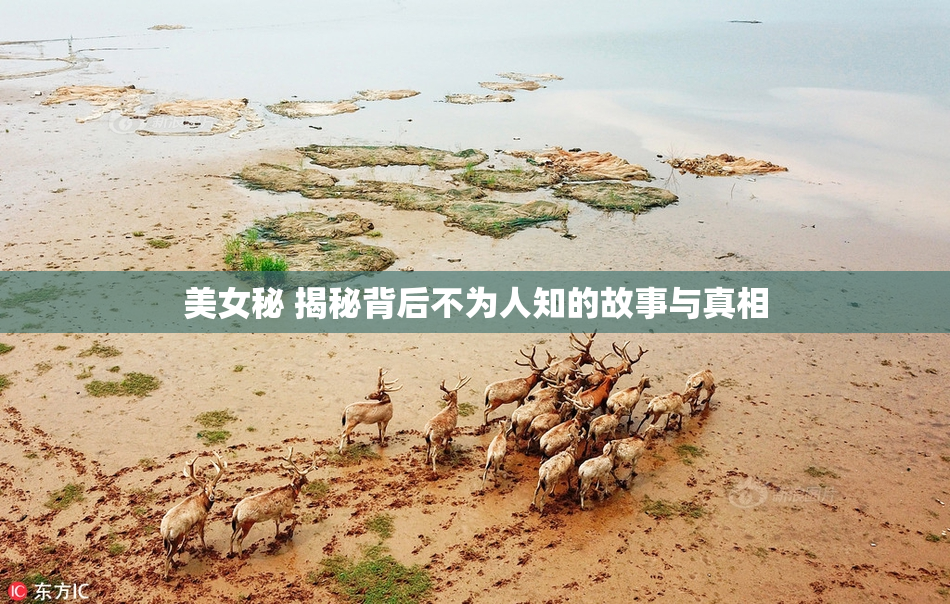 美女秘 揭秘背后不为人知的故事与真相