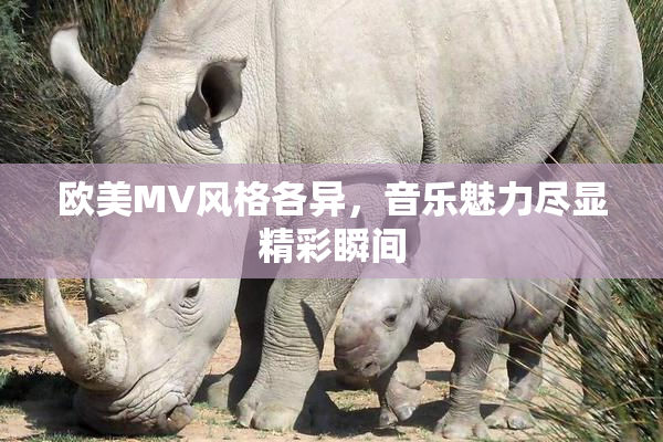 欧美MV风格各异，音乐魅力尽显精彩瞬间