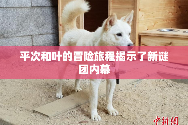 平次和叶的冒险旅程揭示了新谜团内幕