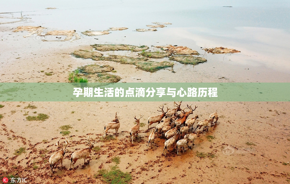 孕期生活的点滴分享与心路历程