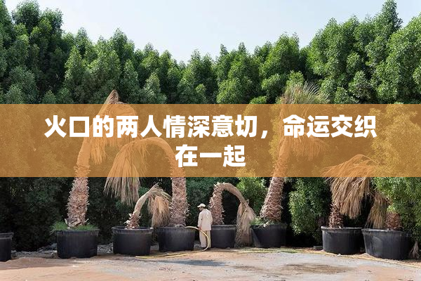 火口的两人情深意切，命运交织在一起