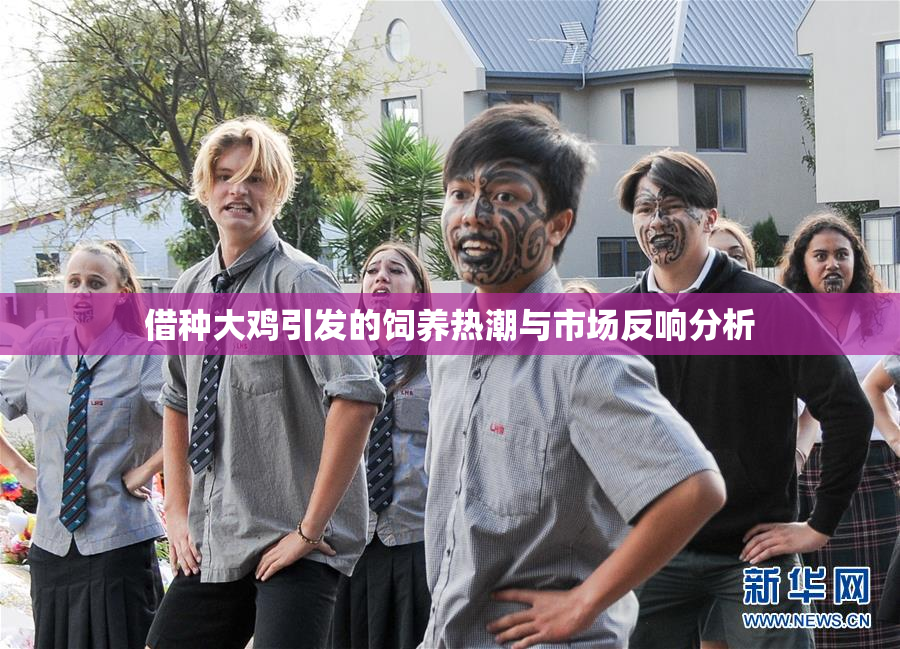 借种大鸡引发的饲养热潮与市场反响分析