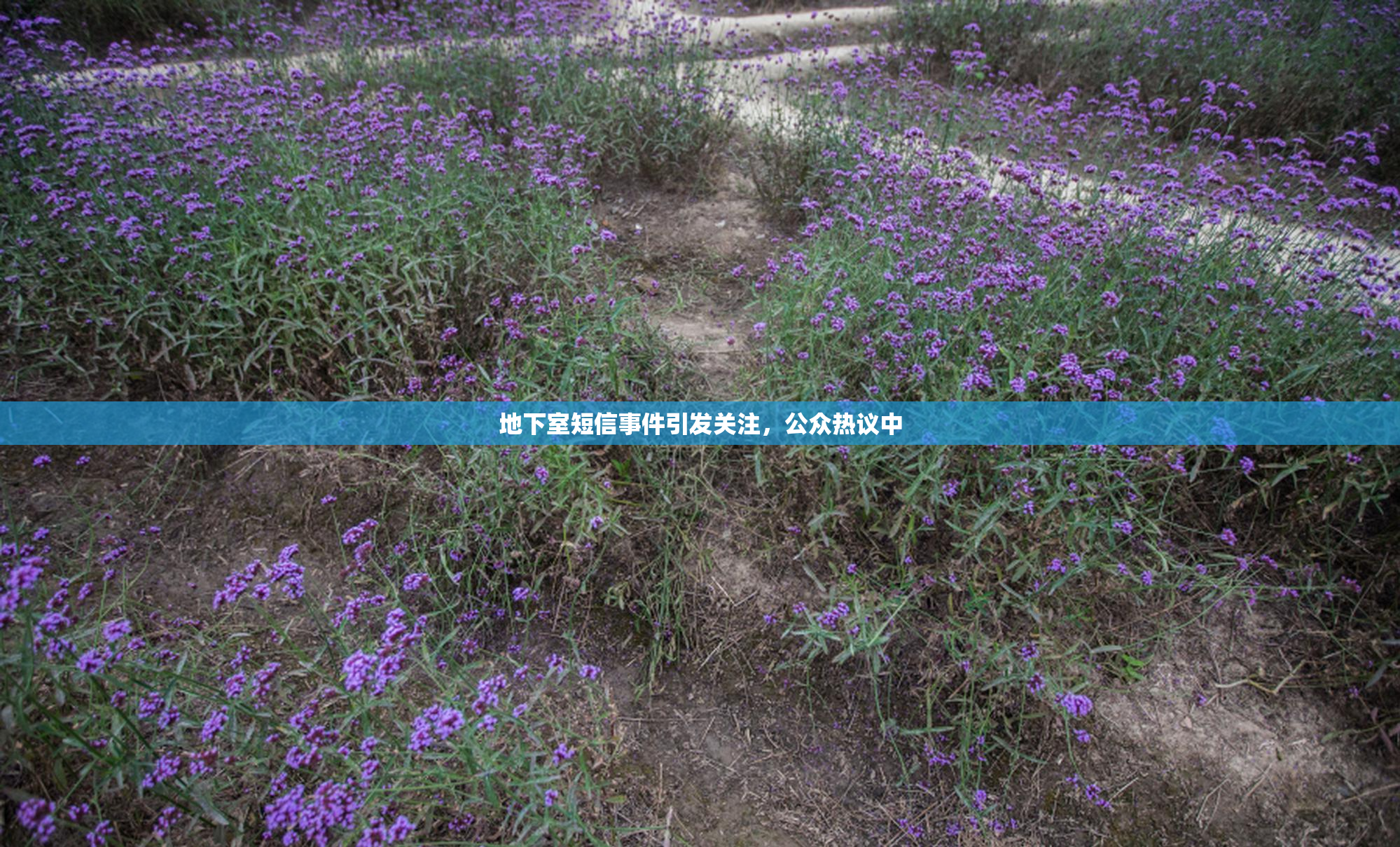 地下室短信事件引发关注，公众热议中