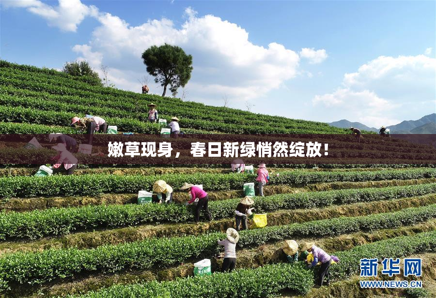 嫩草现身，春日新绿悄然绽放！