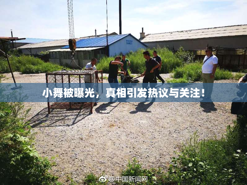 小舞被曝光，真相引发热议与关注！