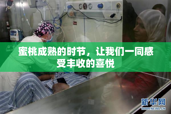 蜜桃成熟的时节，让我们一同感受丰收的喜悦