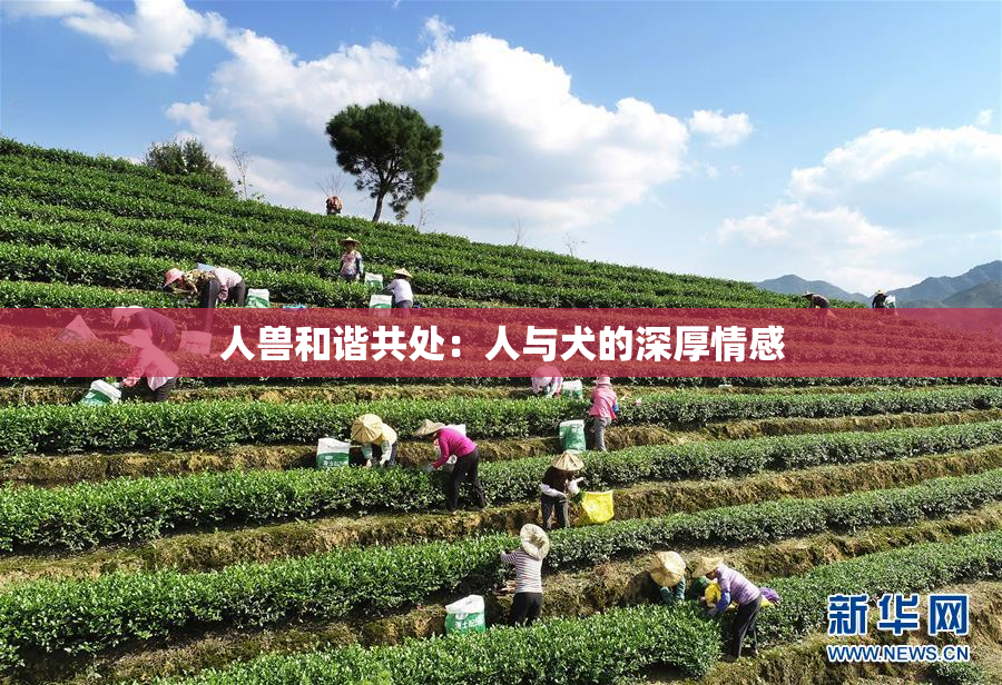 人兽和谐共处：人与犬的深厚情感
