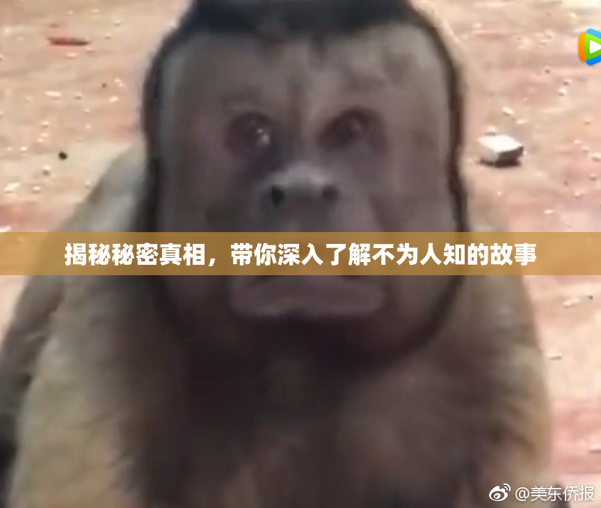 揭秘秘密真相，带你深入了解不为人知的故事