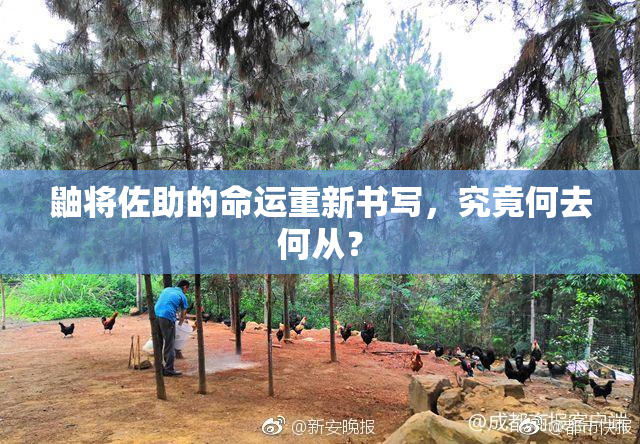 鼬将佐助的命运重新书写，究竟何去何从？