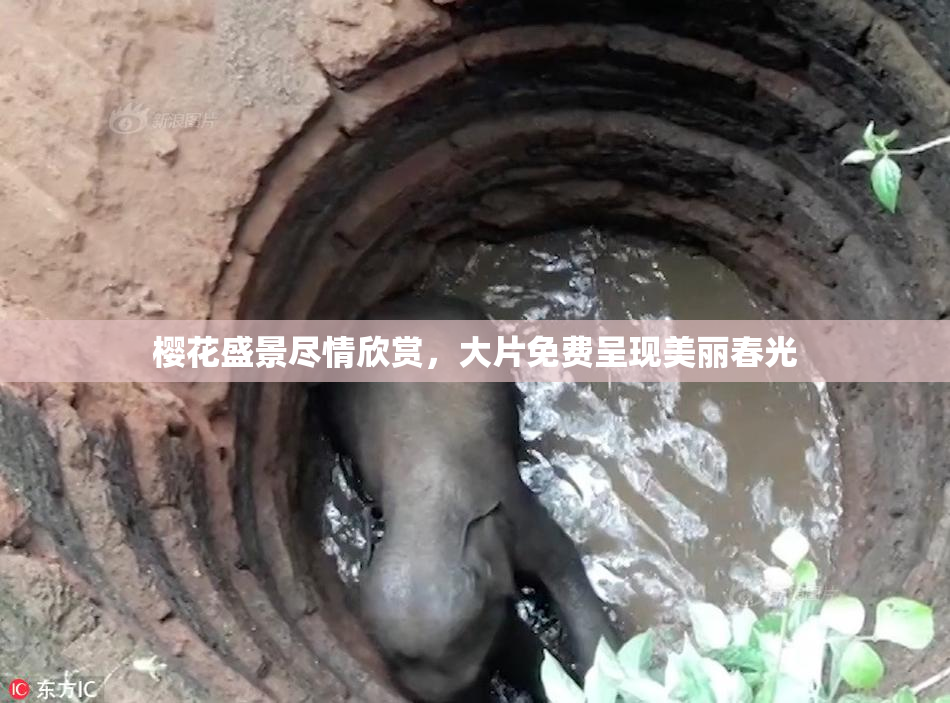 樱花盛景尽情欣赏，大片免费呈现美丽春光