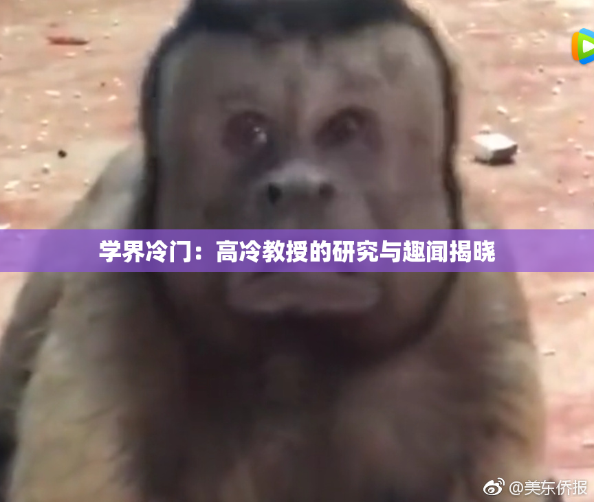 学界冷门：高冷教授的研究与趣闻揭晓