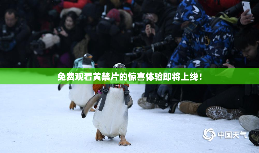 免费观看黄禁片的惊喜体验即将上线！