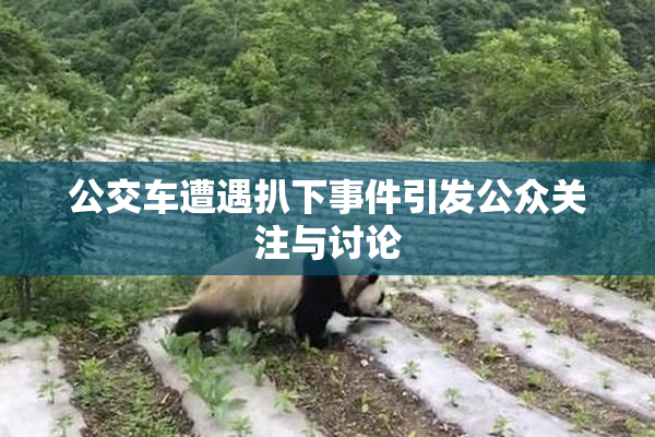 公交车遭遇扒下事件引发公众关注与讨论