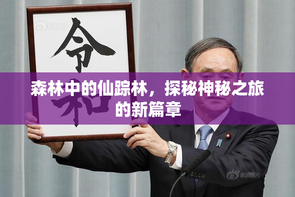 森林中的仙踪林，探秘神秘之旅的新篇章