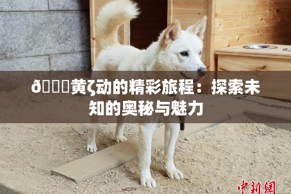 🔞黄ζ动的精彩旅程：探索未知的奥秘与魅力