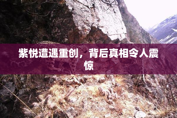紫悦遭遇重创，背后真相令人震惊