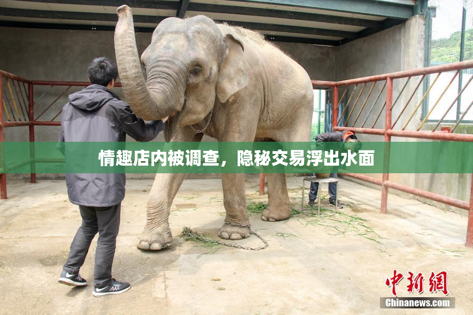 情趣店内被调查，隐秘交易浮出水面