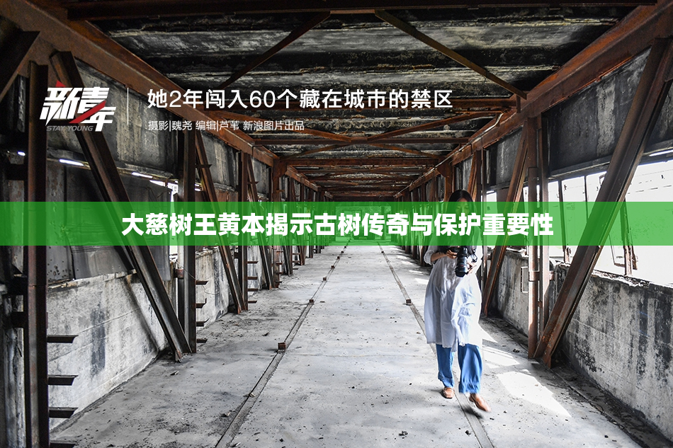 大慈树王黄本揭示古树传奇与保护重要性