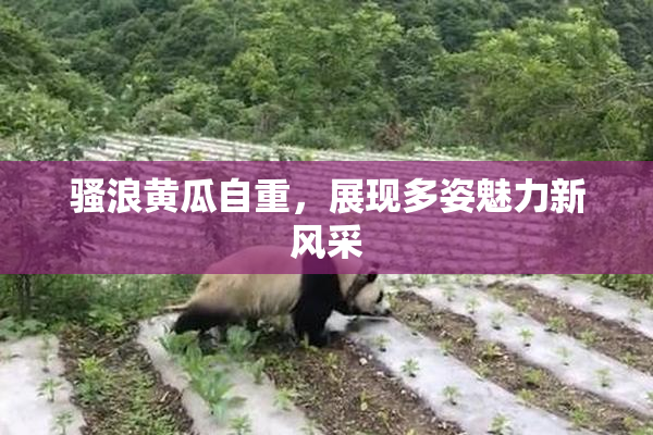 骚浪黄瓜自重，展现多姿魅力新风采
