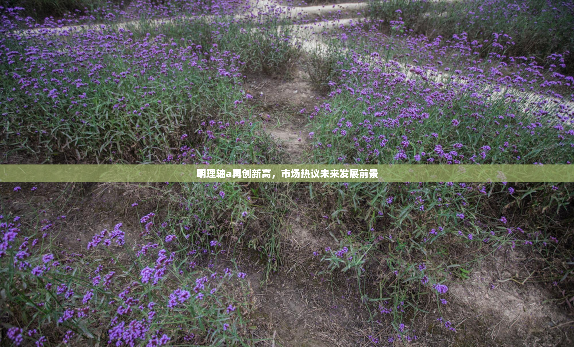明理轴a再创新高，市场热议未来发展前景