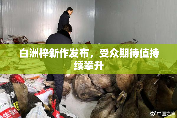 白洲梓新作发布，受众期待值持续攀升