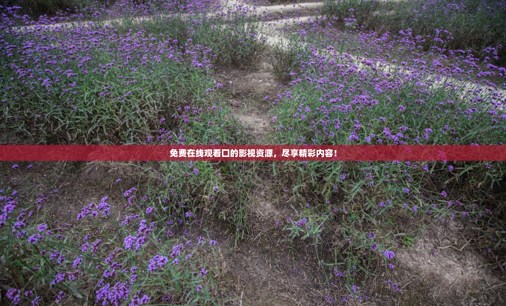 免费在线观看囗的影视资源，尽享精彩内容！