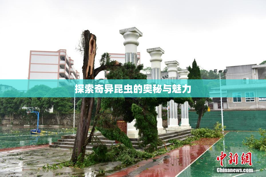 探索奇异昆虫的奥秘与魅力
